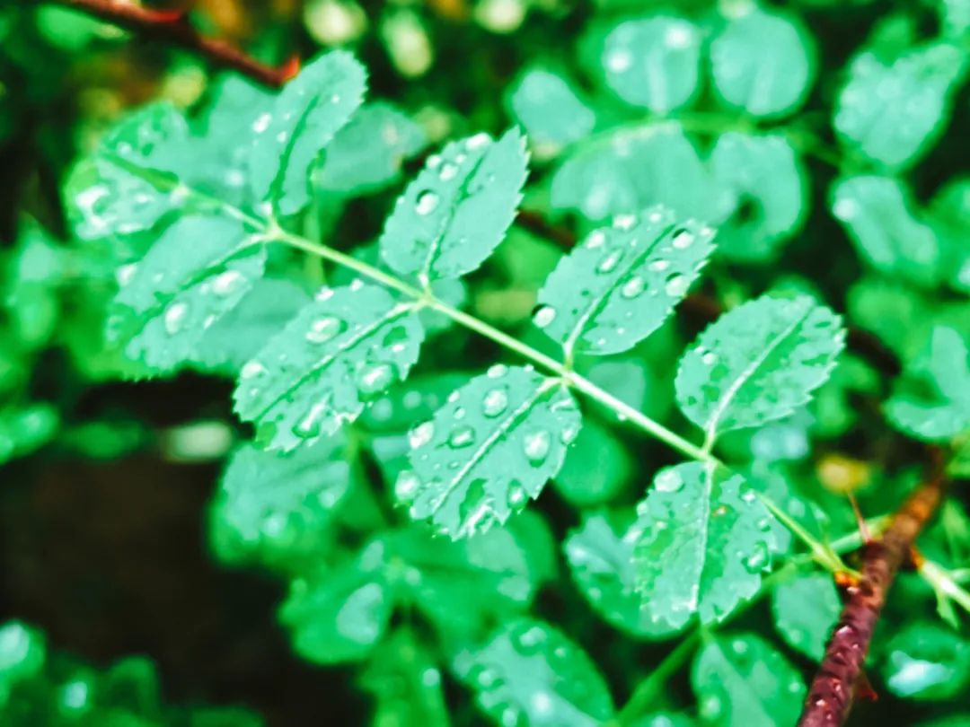 春雨的诗句有哪些古诗，关于春雨的古诗词句