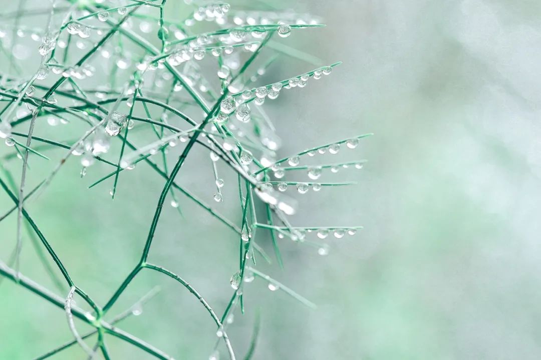 春雨的诗句有哪些古诗，关于春雨的古诗词句