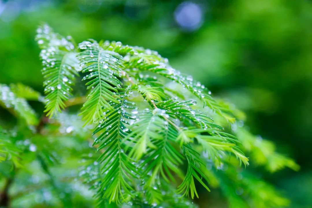 春雨的诗句有哪些古诗，关于春雨的古诗词句