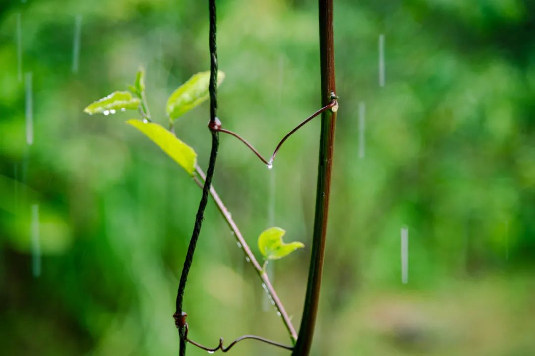 春雨的诗句有哪些古诗，关于春雨的古诗词句