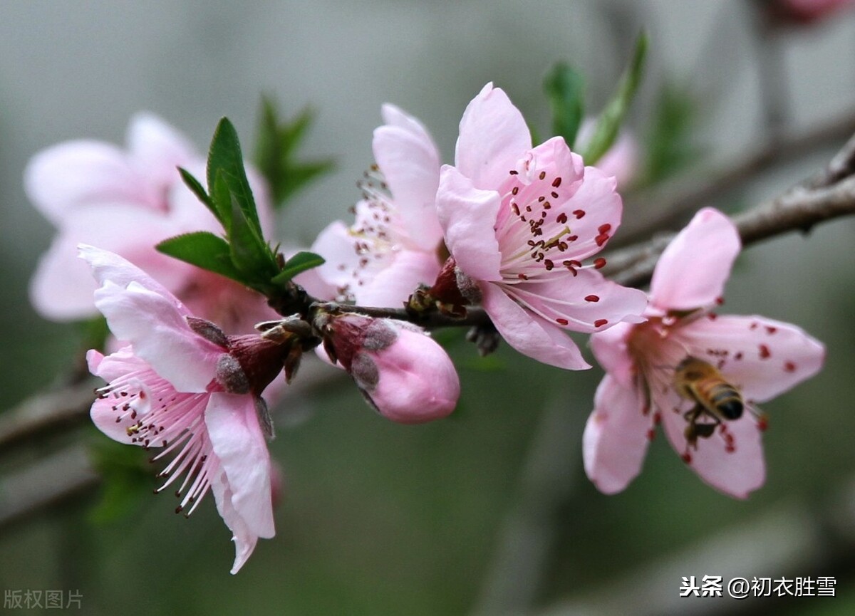 春节诗词名句有哪些，关于春节最有名的古诗