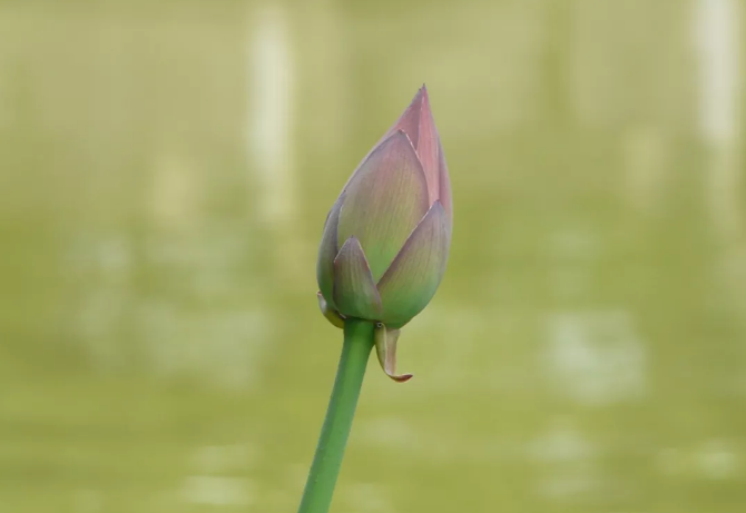 生日诗词句优美，生日古诗词名句分享