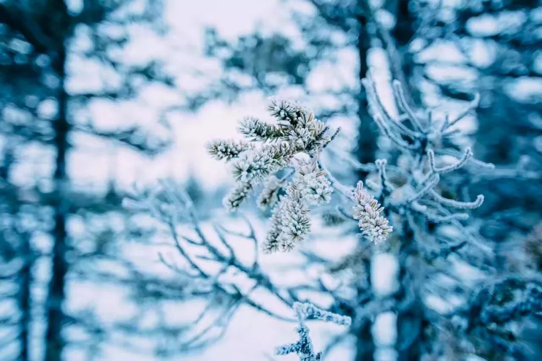 关于雪的诗句优美句子发朋友圈，唯美又浪漫的诗句