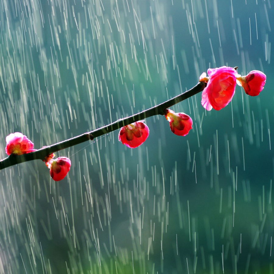 写雨的诗词名句有哪些，有关雨的诗句古诗大全