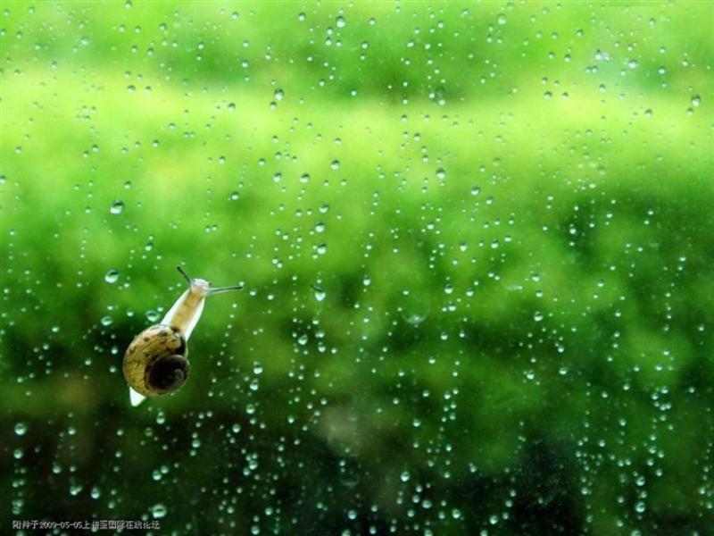 写雨的诗词名句有哪些，有关雨的诗句古诗大全