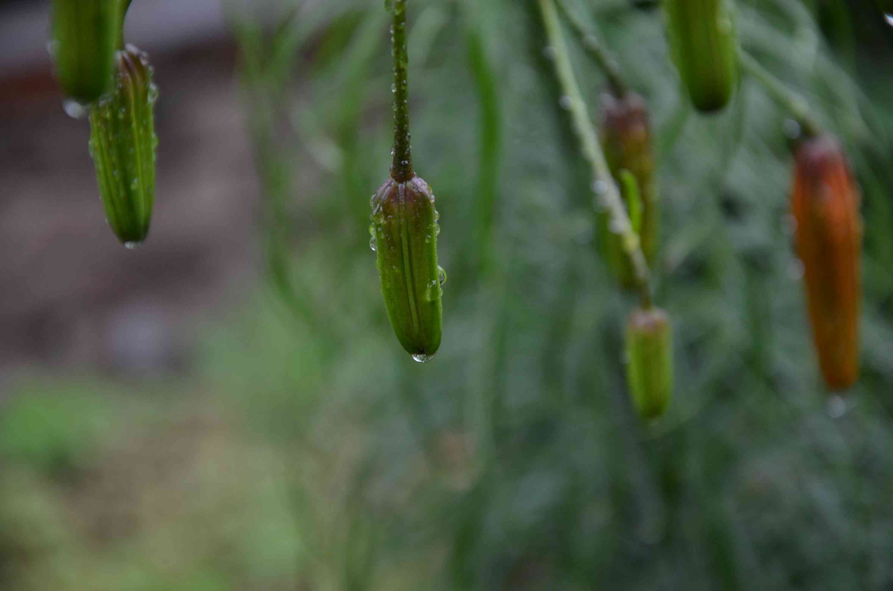 写雨的诗词名句有哪些，有关雨的诗句古诗大全