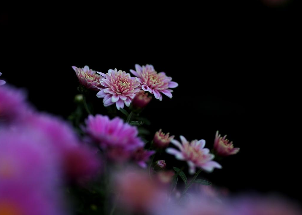 赞美菊花的古诗有哪些，赞美菊花七绝诗词