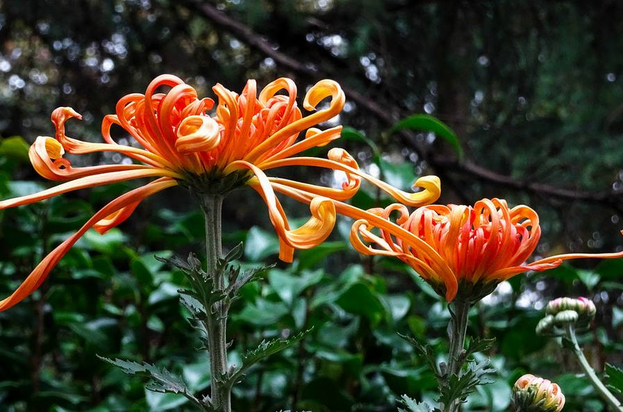 赞美菊花的古诗有哪些，赞美菊花七绝诗词