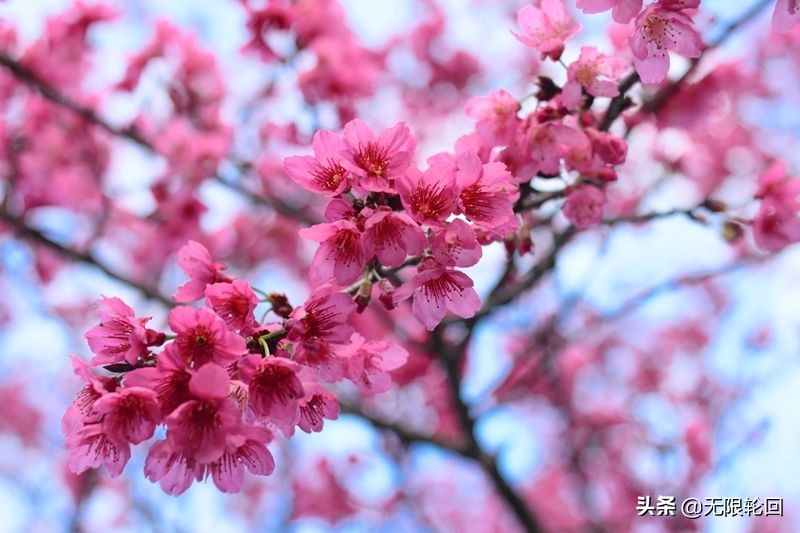 关于樱花的诗句有哪些，5首赞美樱花美景的唯美诗词