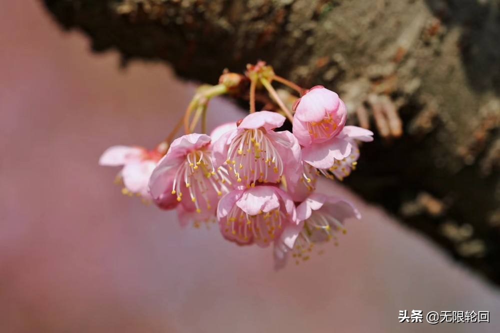 关于樱花的诗句有哪些，5首赞美樱花美景的唯美诗词