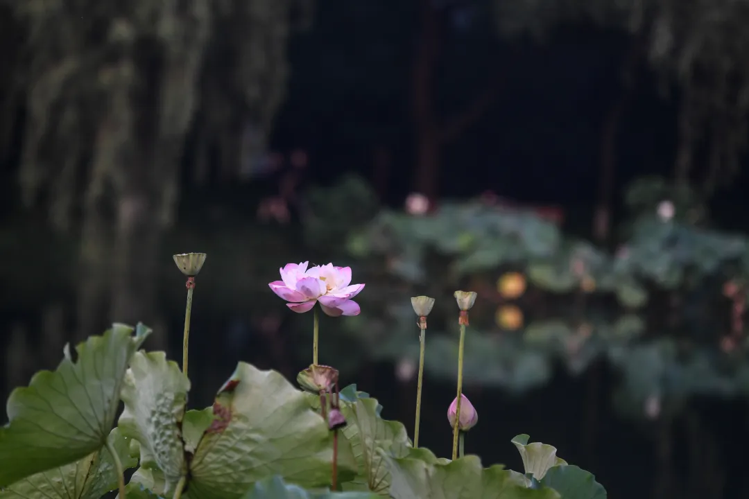 赞美浮萍的经典诗句，比喻人生如浮萍的诗句