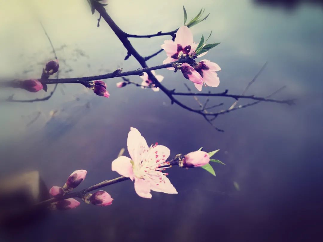 描写春天花的诗句古诗，春天的花的古诗6首