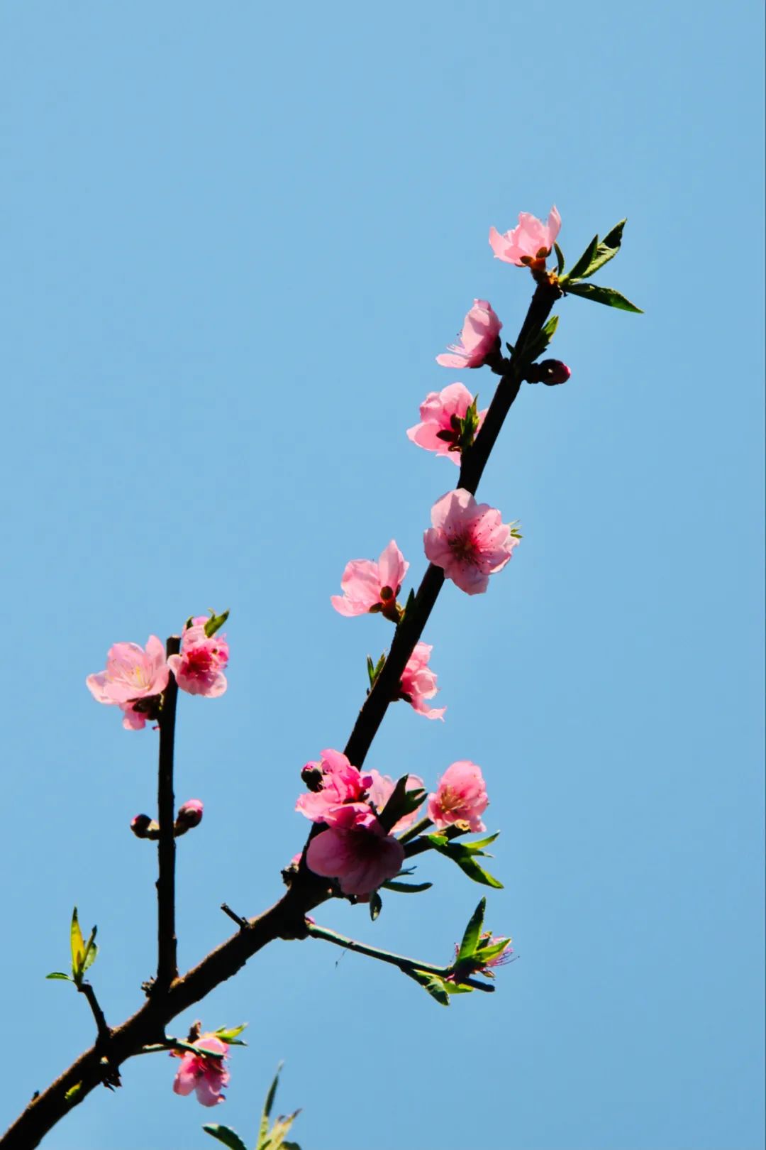 描写春天花的诗句古诗，春天的花的古诗6首
