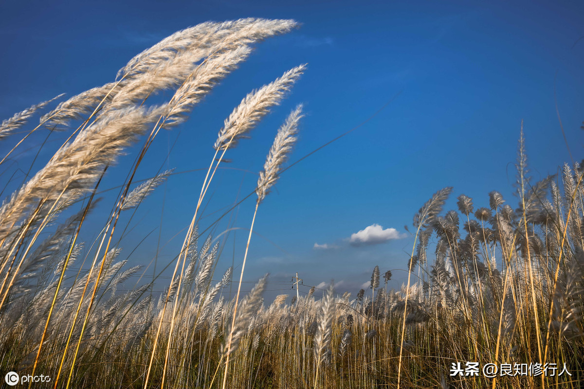 闲居初夏午睡起其二古诗，全文翻译和主旨