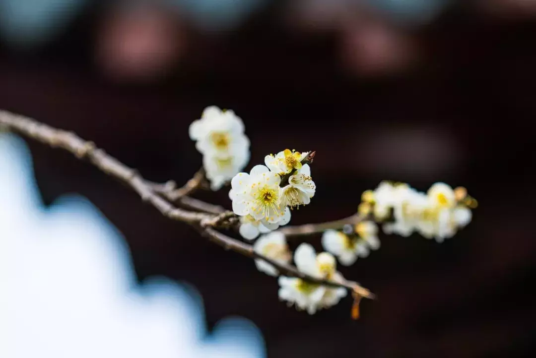 梅花诗词集锦大全，赞美梅花的千古名诗