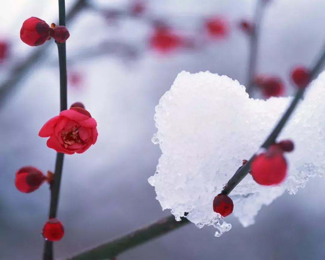 梅花诗词集锦大全，赞美梅花的千古名诗