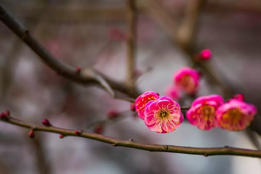 梅花诗词集锦大全，赞美梅花的千古名诗