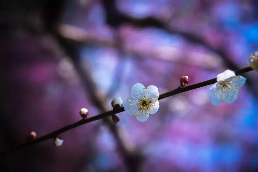 梅花诗词集锦大全，赞美梅花的千古名诗