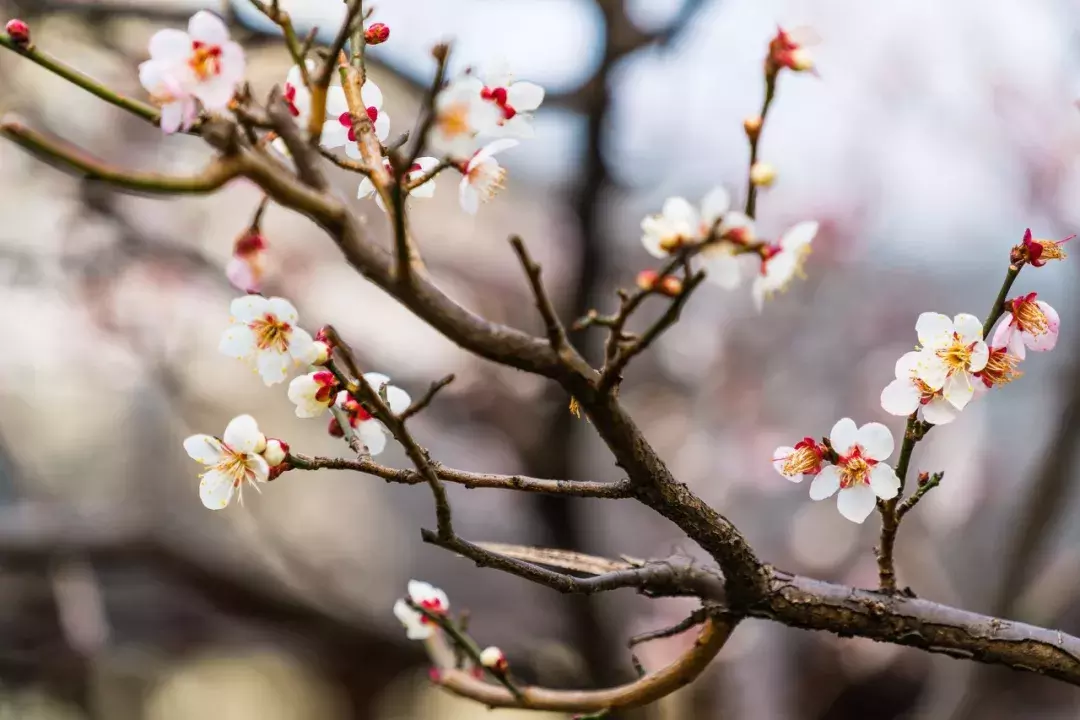 梅花诗词集锦大全，赞美梅花的千古名诗