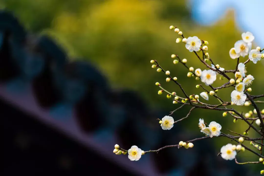 梅花诗词集锦大全，赞美梅花的千古名诗