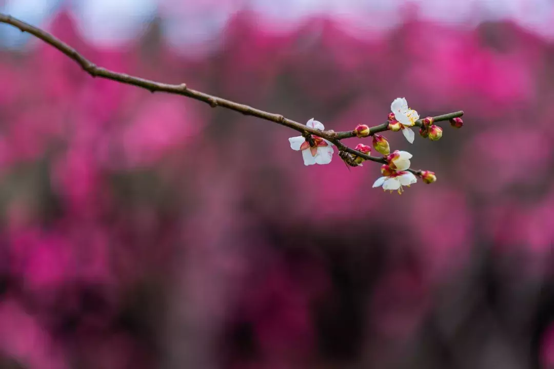 梅花诗词集锦大全，赞美梅花的千古名诗