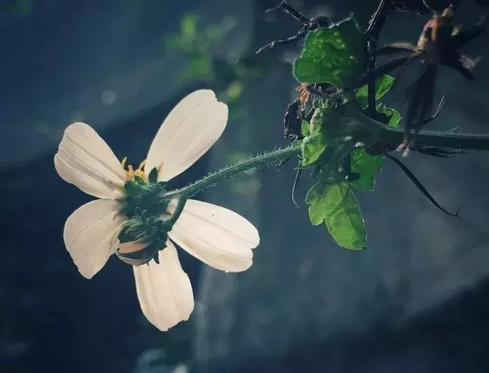 写谷雨节的古诗词，谷雨节气古诗大全