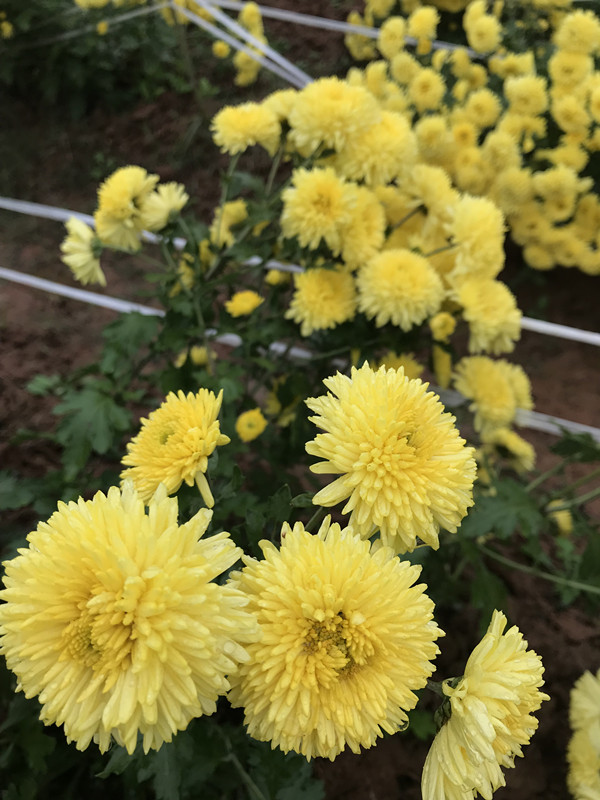 带菊的诗句有哪些，古今最出名的10首咏菊诗