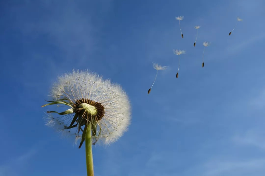 经典悼词诗句有哪些，十首经典悼亡诗词