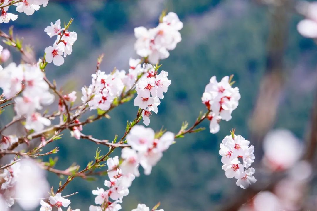 赞美桃花的诗句有哪些，赞美桃花的名言名句