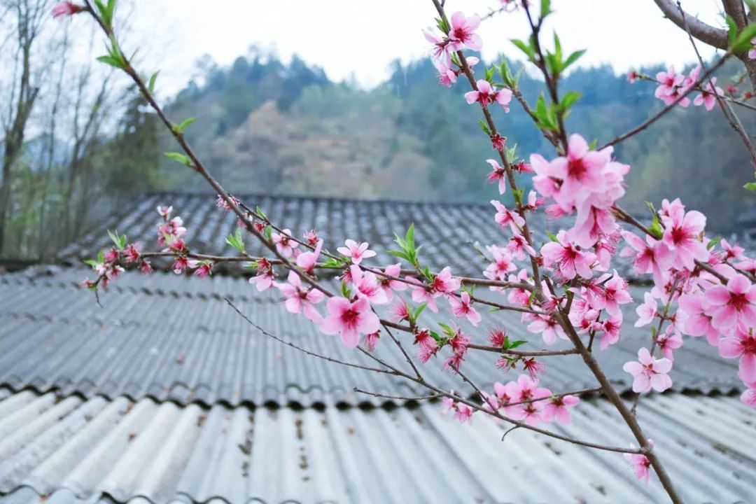 赞美桃花的诗句有哪些，赞美桃花的名言名句