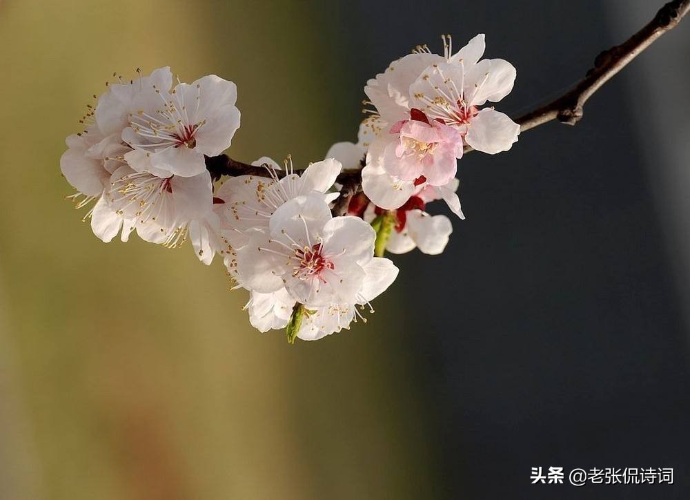 形容一个人孤芳自赏的诗句，描写孤芳自赏的优美句子