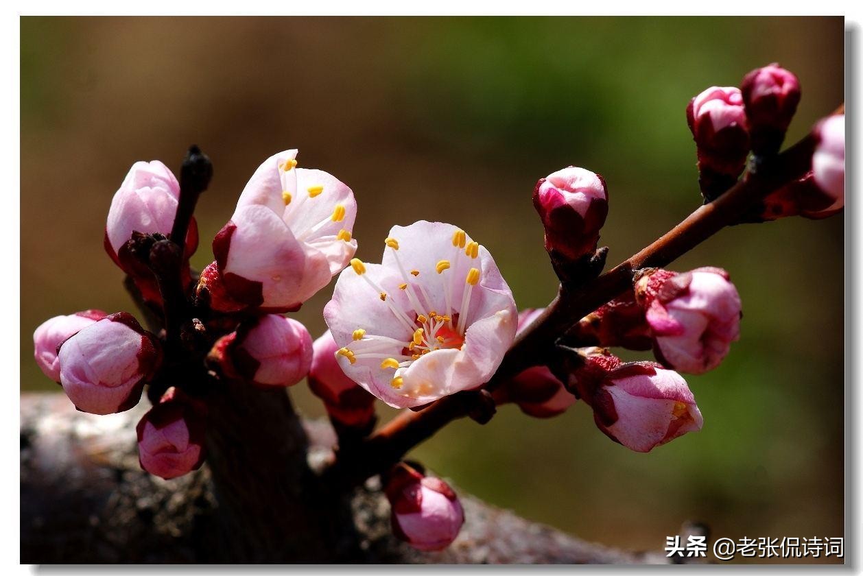 形容一个人孤芳自赏的诗句，描写孤芳自赏的优美句子