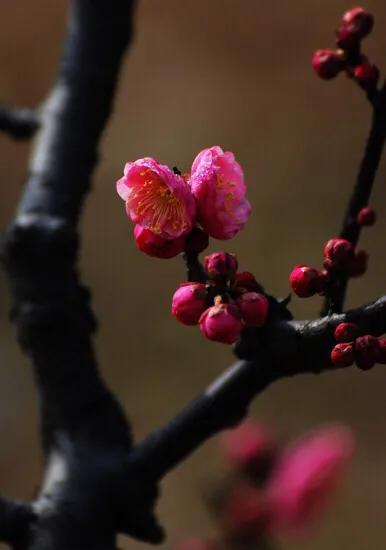 待到山花烂漫时全诗，详解爱情中待到山花烂漫时的寓意