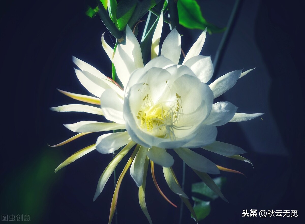 赞美昙花一现的经典句子，昙花一现的励志古诗