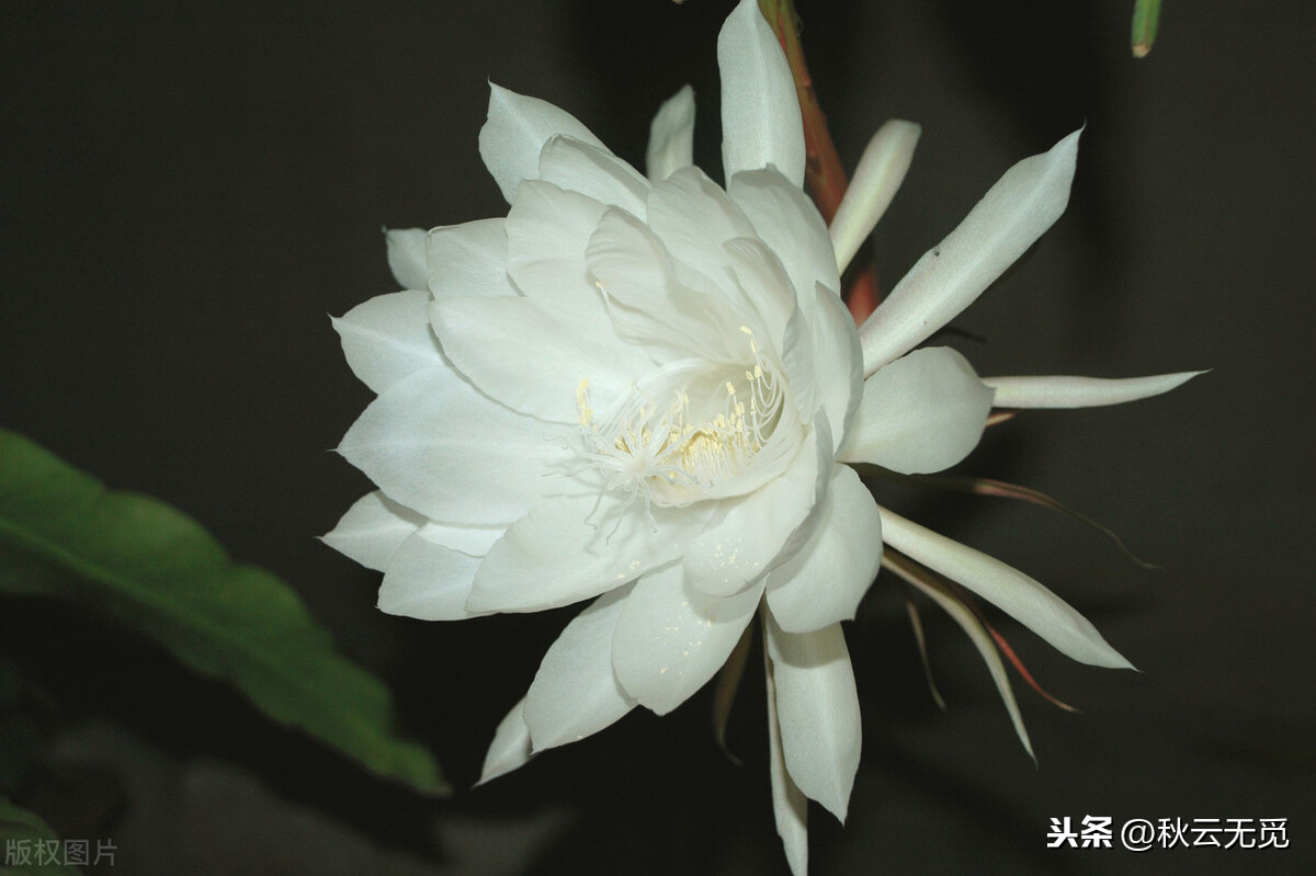 赞美昙花一现的经典句子，昙花一现的励志古诗