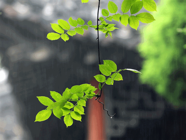 清明节的古诗100首，关于清明节的诗词