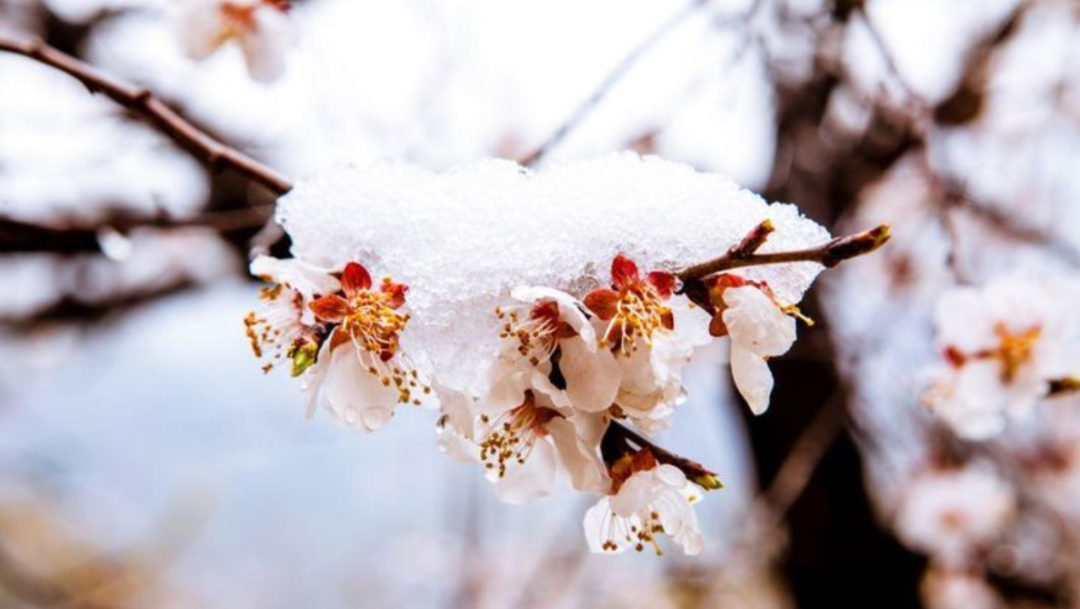 写雪的诗句有哪些，收藏写雪的诗句摘抄大全