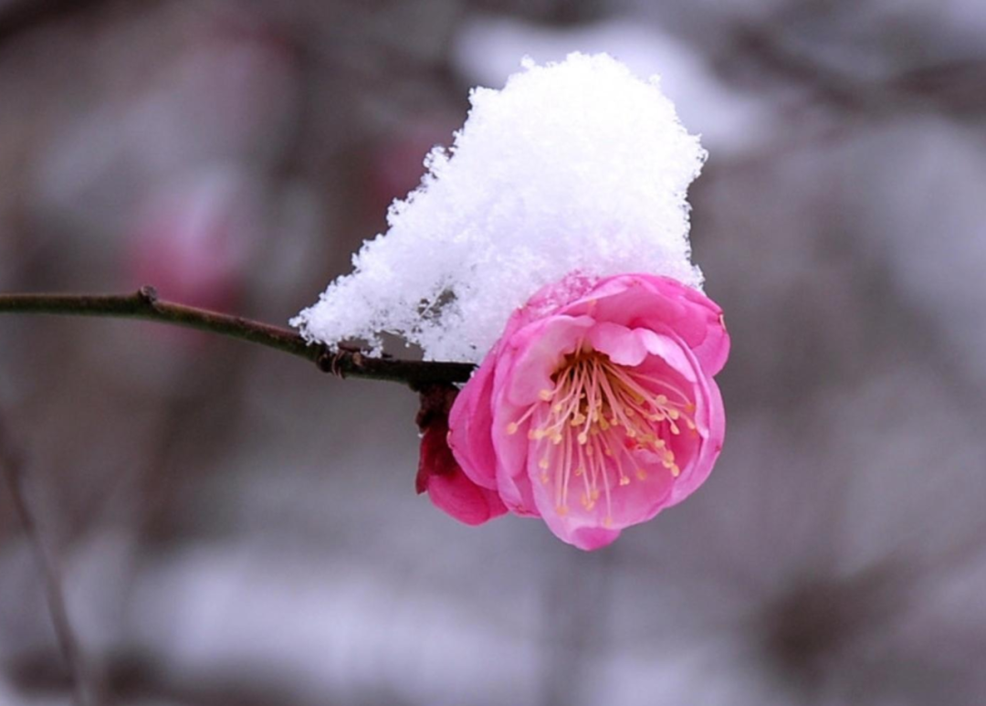 写雪的诗句有哪些，收藏写雪的诗句摘抄大全