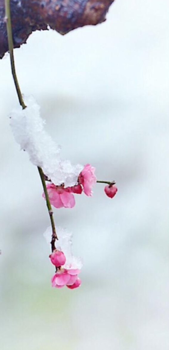 写雪的诗句有哪些，收藏写雪的诗句摘抄大全