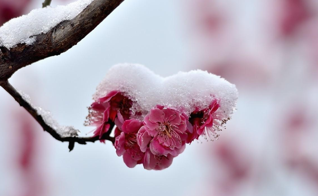 写雪的诗句有哪些，收藏写雪的诗句摘抄大全