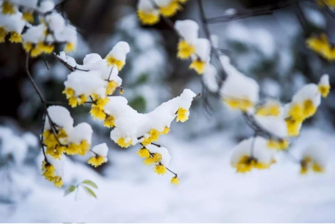 写雪的诗句有哪些，收藏写雪的诗句摘抄大全