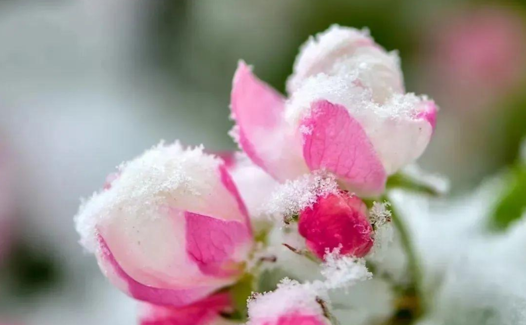 写雪的诗句有哪些，收藏写雪的诗句摘抄大全