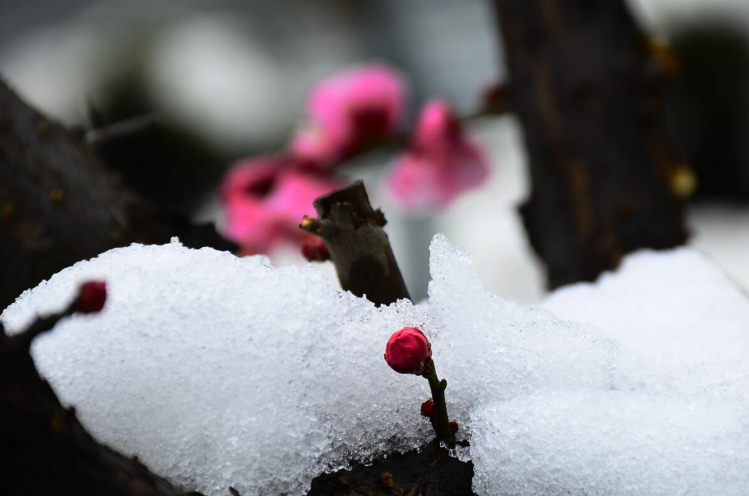 写雪的诗句有哪些，收藏写雪的诗句摘抄大全