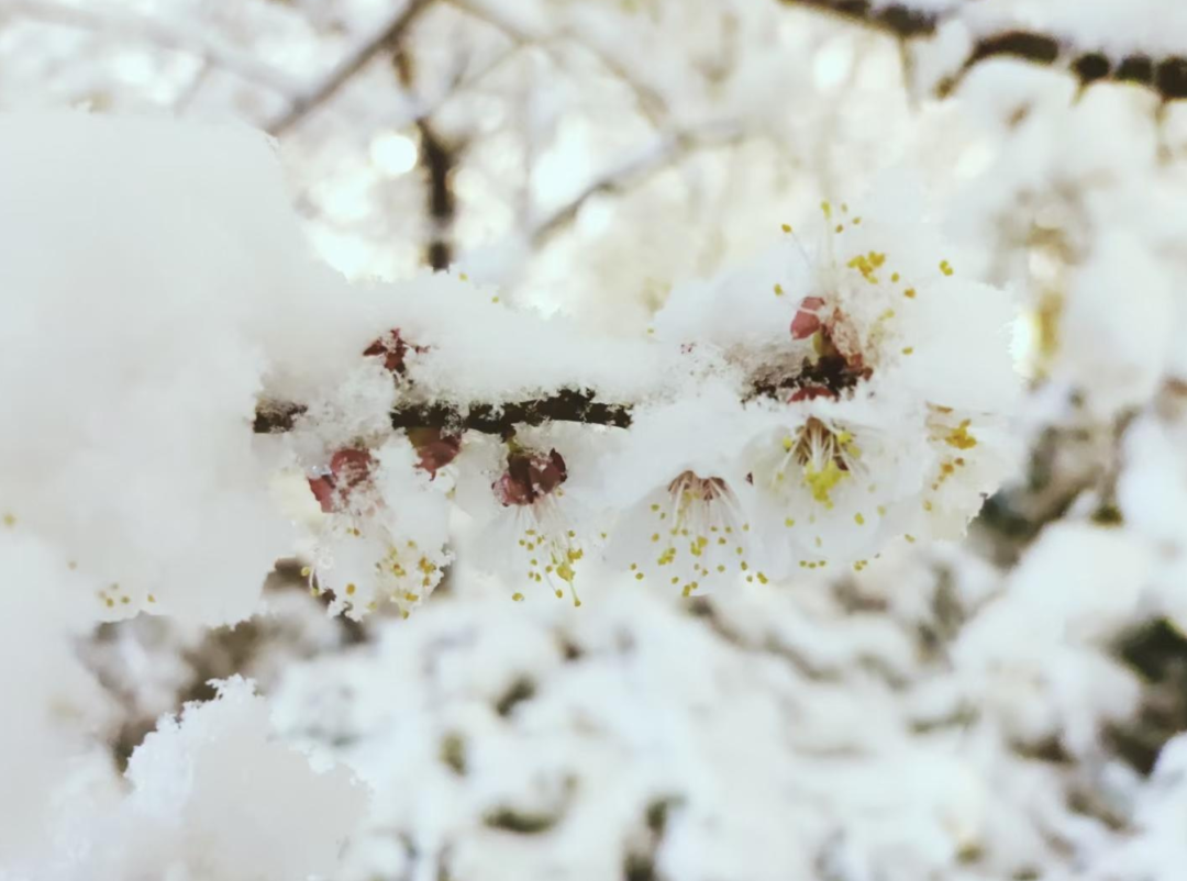 写雪的诗句有哪些，收藏写雪的诗句摘抄大全