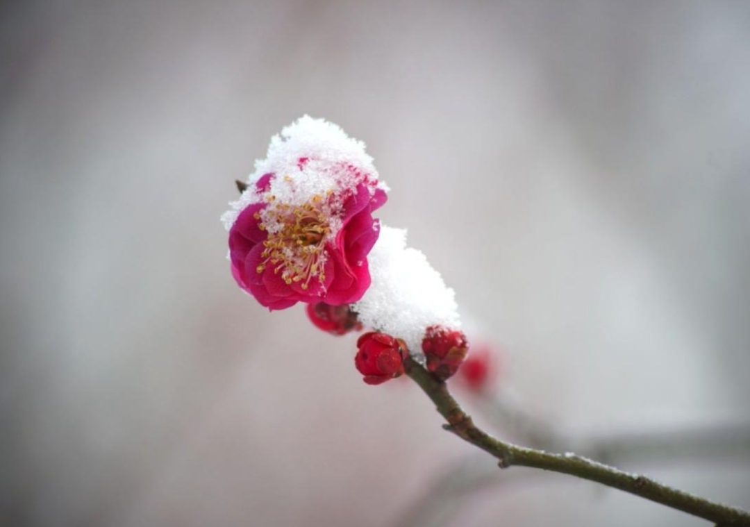 写雪的诗句有哪些，收藏写雪的诗句摘抄大全