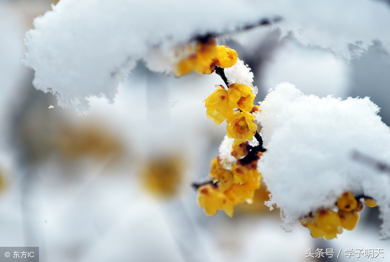 江雪古诗带拼音注释，江雪古诗内容及解释