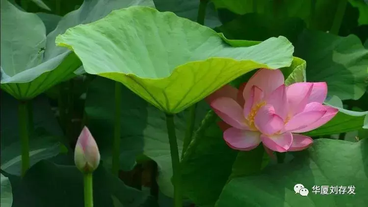 与荷花有关的诗句有哪些，莲花最有禅意的句子