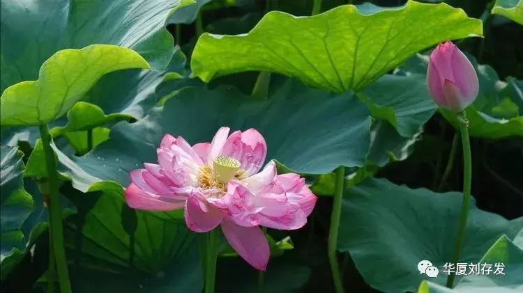 与荷花有关的诗句有哪些，莲花最有禅意的句子