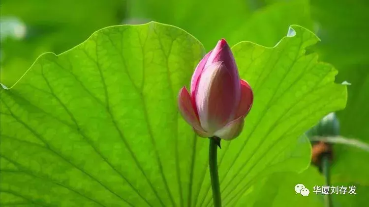 与荷花有关的诗句有哪些，莲花最有禅意的句子