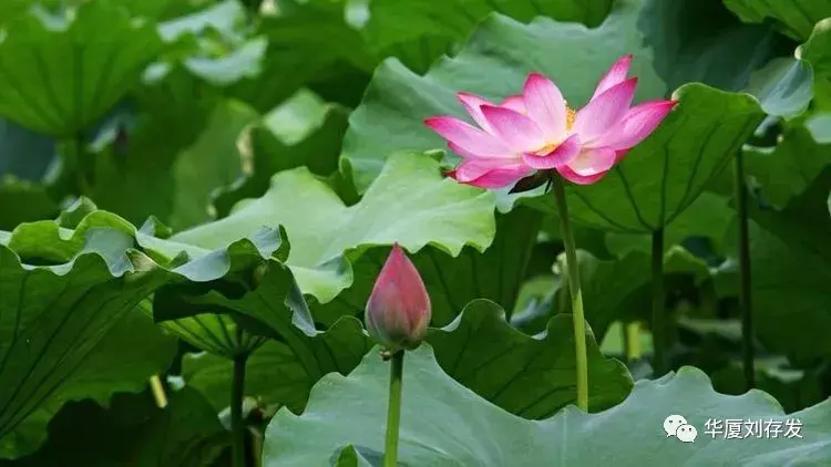 与荷花有关的诗句有哪些，莲花最有禅意的句子